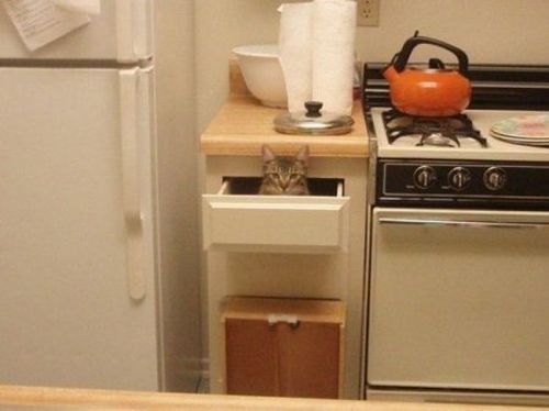 It's Catursday Fever! (Котовторник)