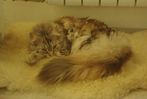 Котовторник  16.10.12