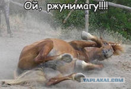 Обклёваные вороны