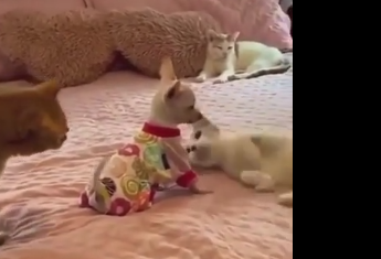 Ура! Новая игрушка!