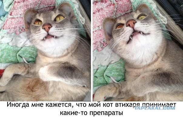 КотЭ и препараты
