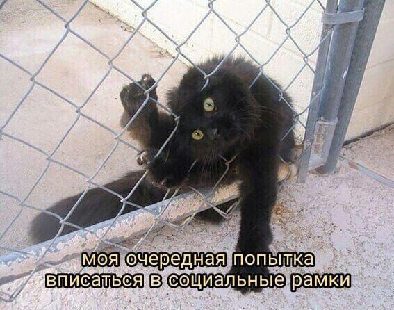 Психомемы-13