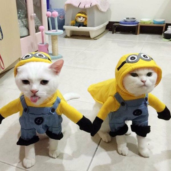 Мохнатые беспредельщики