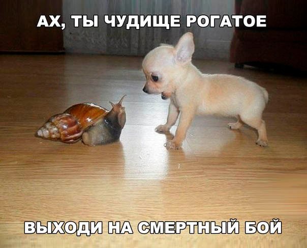 Прикольные животные