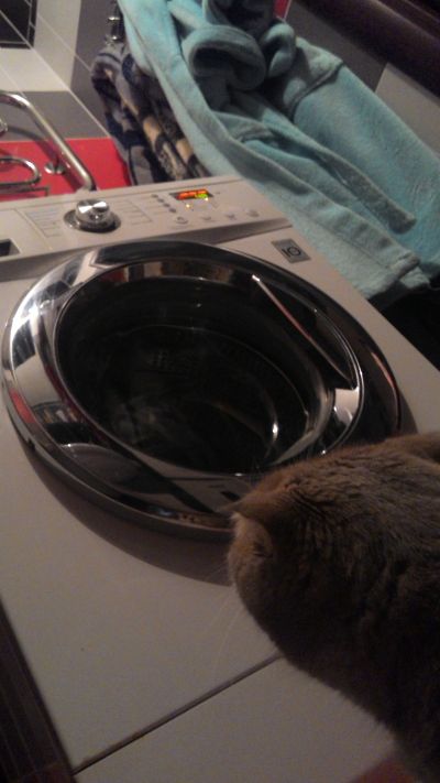 Котовторник 04/04/2017