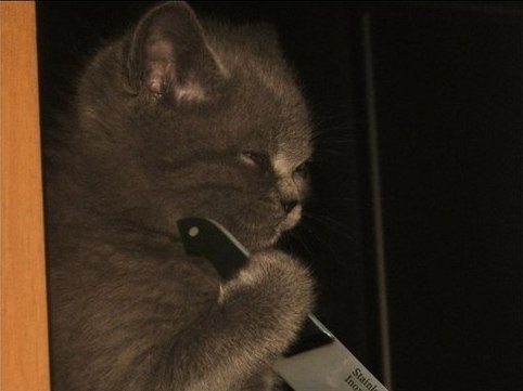 Кошачий косплей