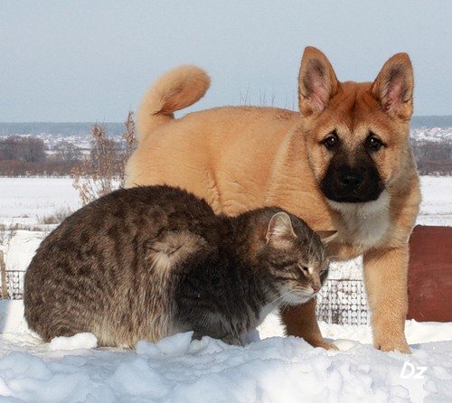 Что не так с этим миром?