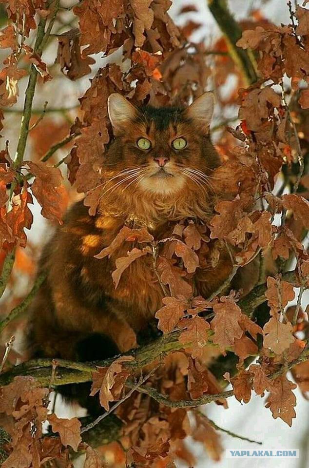 Котовторник