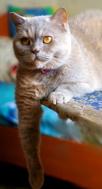 Котовторник 05.06.2018