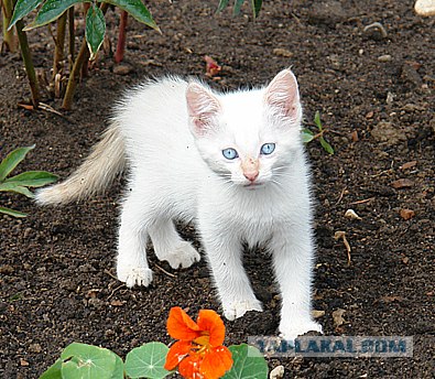 Ура, котовторник! (01.07.2008)