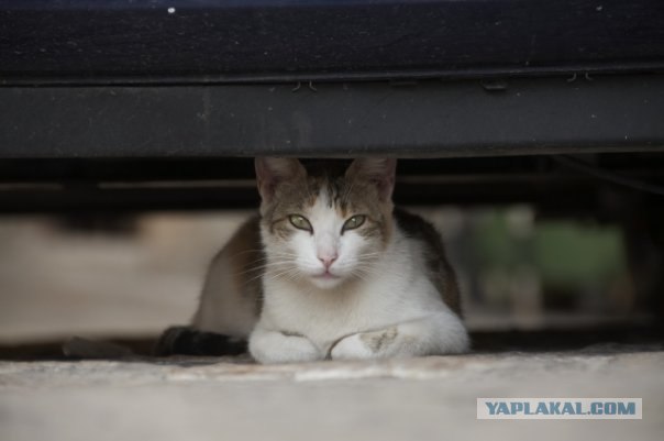 Котовторник - С праздником, котоводы!