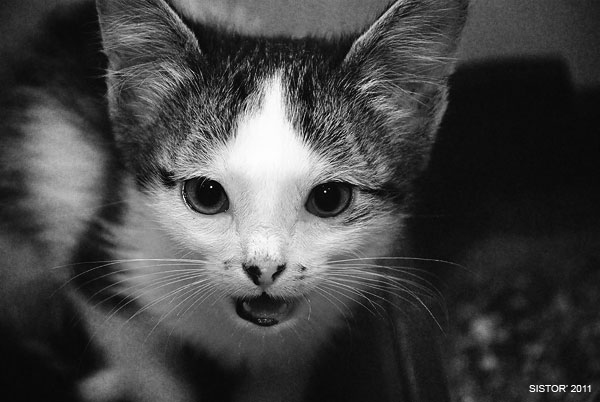 Котовторник, для любителей кошек