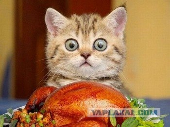 Кото-комикс