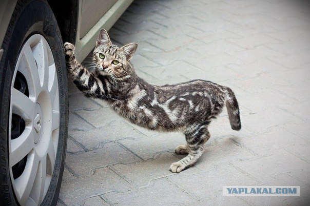 Котовторник 13.12.11 - магическе числа
