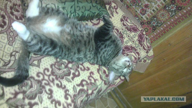 Котовторник! 13.03.2012
