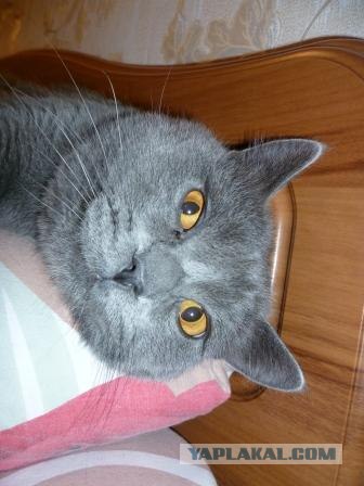 Котовторник 17.04.2012