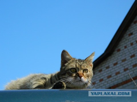 Котовторник  12. 06. 2012