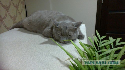 Котовторник на 26.06.12