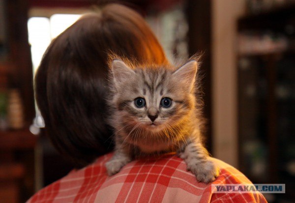 Котовторник 24.07.2012