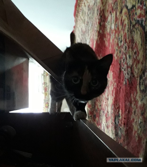 С Днём кошки!