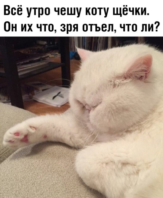 Картинки с котами и про котов