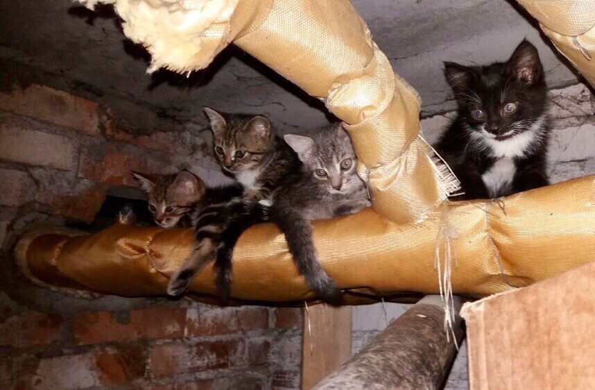 Кошки в подвале дома. Кошки в подвале. Котенок в подвале. Коты живут в подвале. Кот и кошка в подвале.
