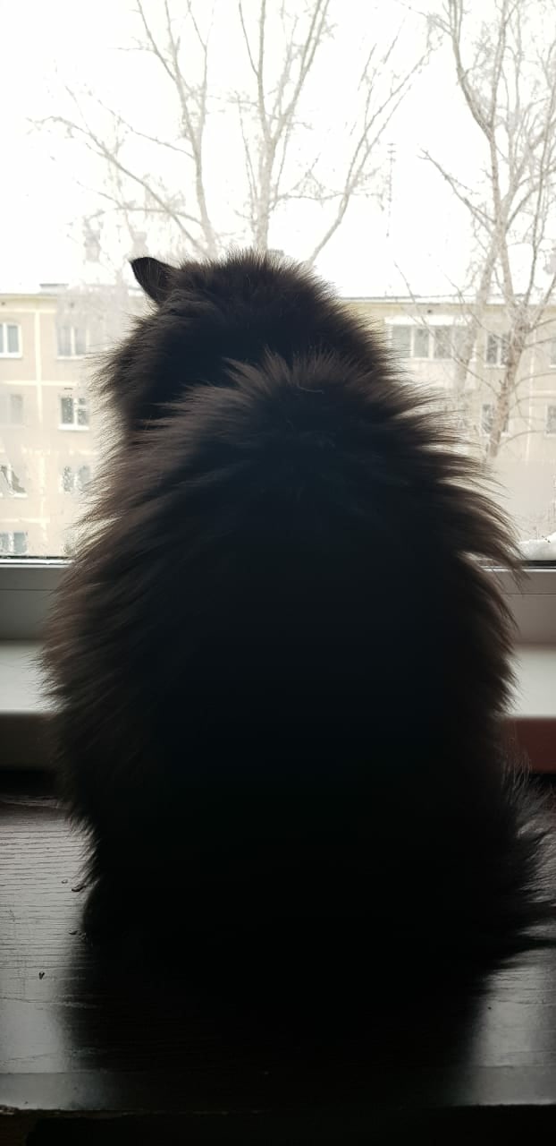 Подборка забавной живности