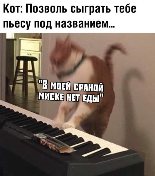 Картинки с надписями и котами