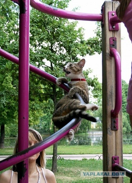 Принеси зайчика