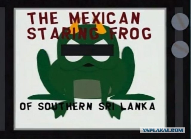 Необычная лягушка, Rain frog