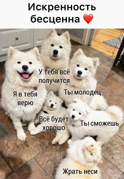 Картинки и мемы для настроения 16.08.2021
