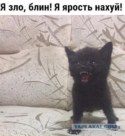Подбросили киску