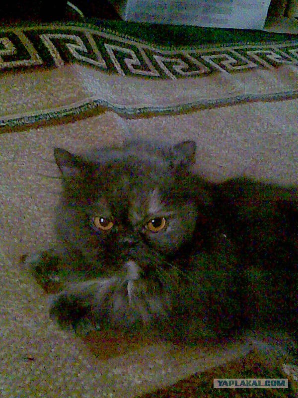 Котовторник 09.04.2013