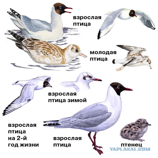 Охоту на озерных чаек разрешили в Нижегородской области после вспышки птичьего гриппа