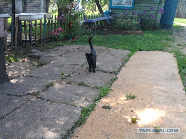 Котовторник  07.05.2013