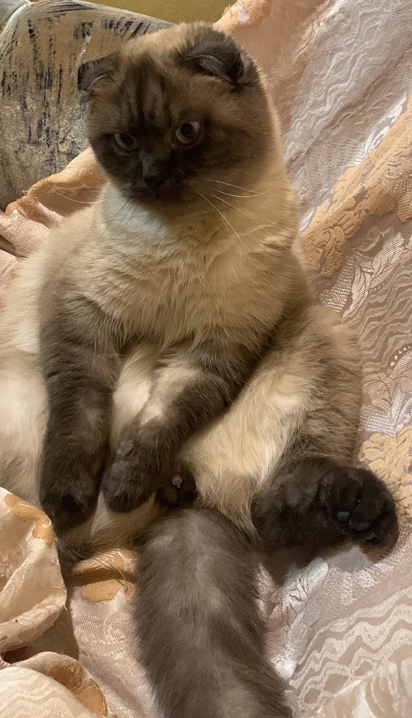 Эталон Яповского кота