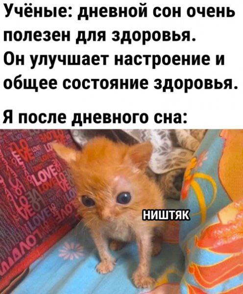 Весёлый полтишок 27.08.24