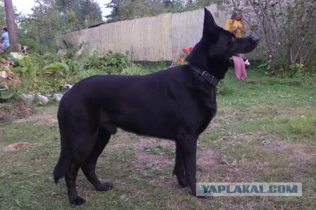 Человек и собака