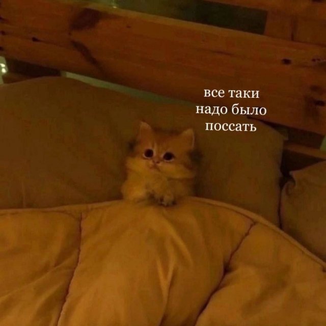 Весёлый полтишок 08.01.25