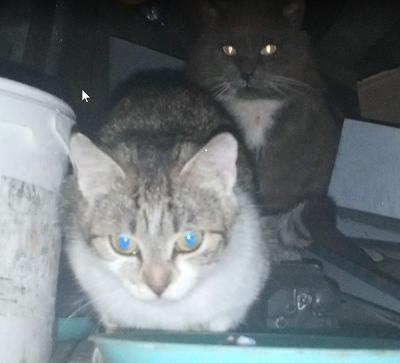 Зверьё моё 1