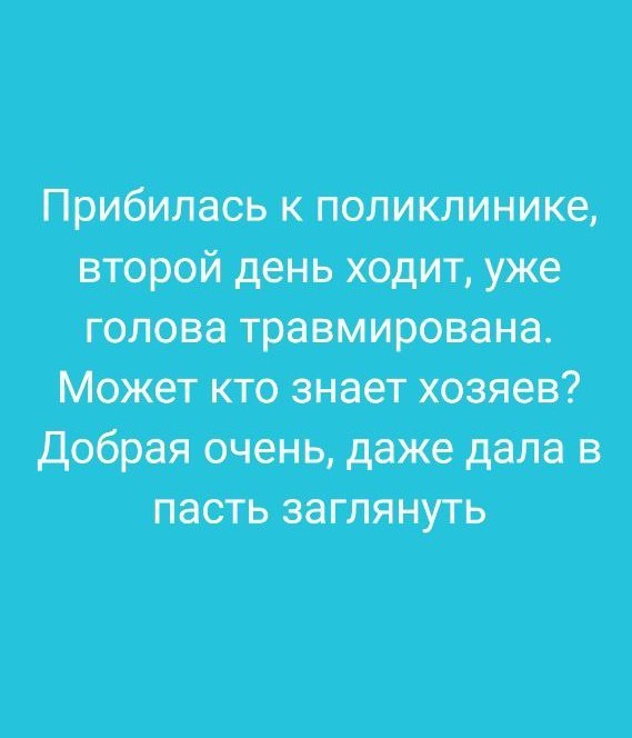 Помогите найти старых или новых хозяев данному песелю