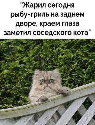 Подборка картинок-баянов с котиками и про котиков. Выпуск 21