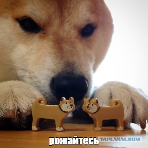 Матвиенко и ПМЭФ 2026