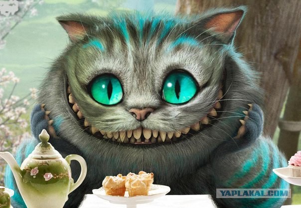 Котэ в пиве