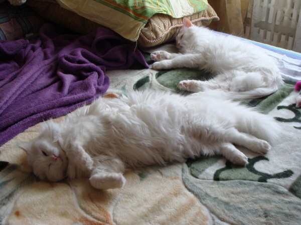 Котовторник  05.11.2013