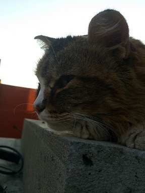 Кот барсик