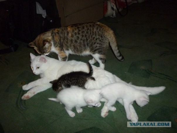 Котовторник   15.04.2014
