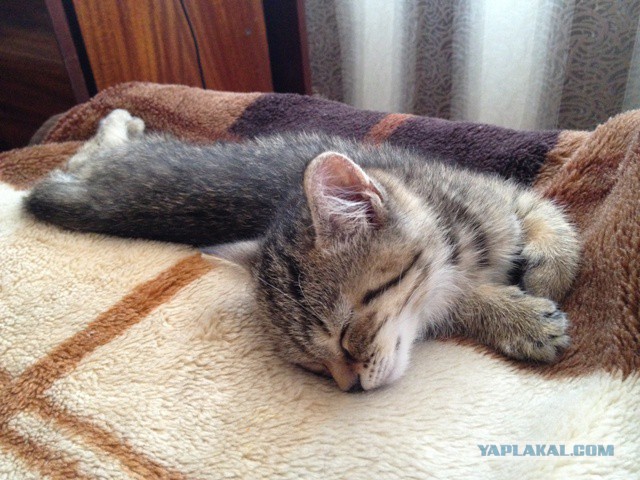 Котовторник 24.06.2014