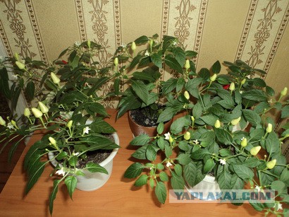 Гранат из граната