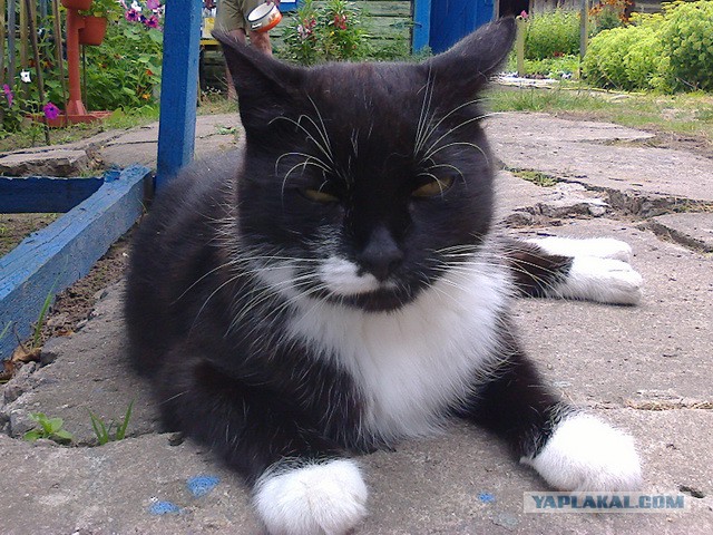Котовторник 16.09.14